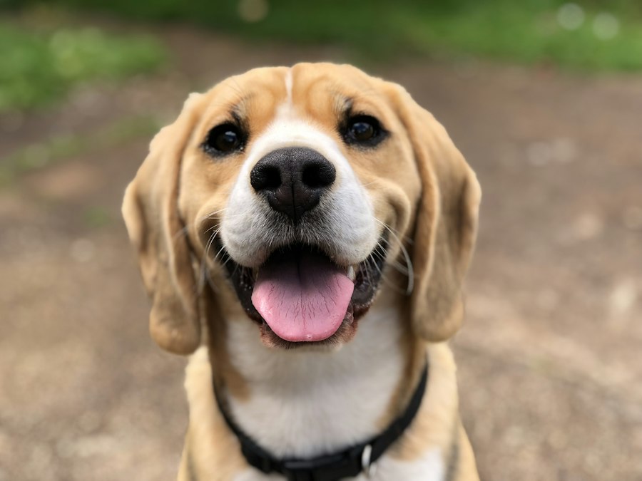 Cão a olhar para a câmara